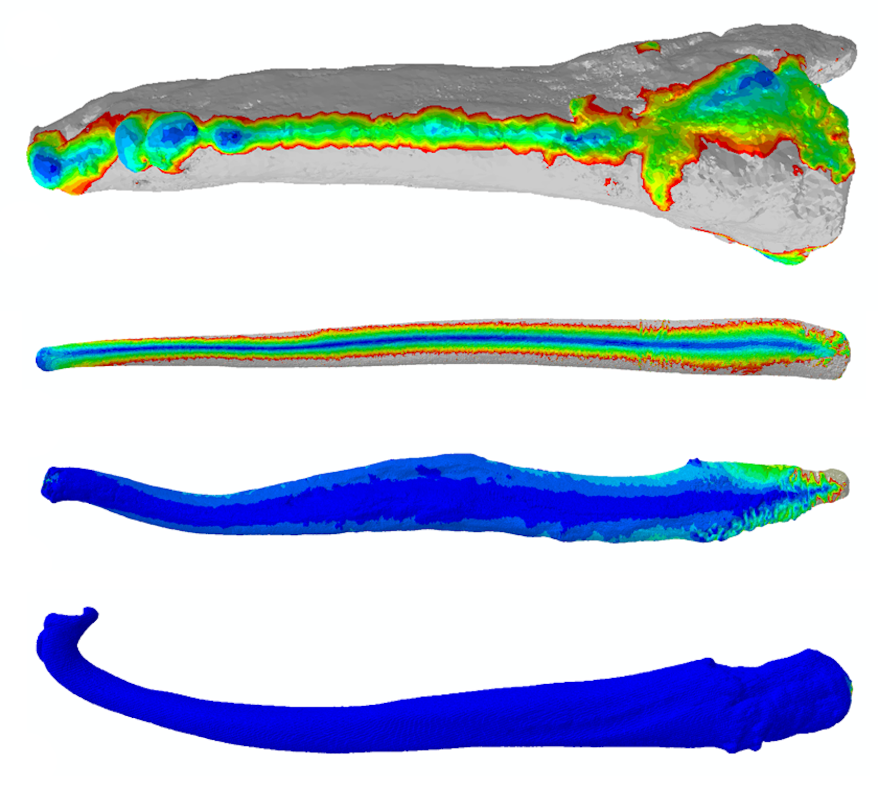 The Evolutionary Puzzle Of Ridged Mouth Bones 4 - iicmmax