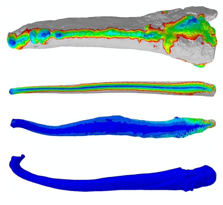 VARIETY. 3D finite element models of carnivore penis bones - from top to bottom: tiger, brown bear, wolf, polecat. Not to scale. Hot colours indicate regions bone areas that are highly stressed. Cool colors indicate bones that are less stressed (more robust). Charlotte A. Brassey, Author provided
