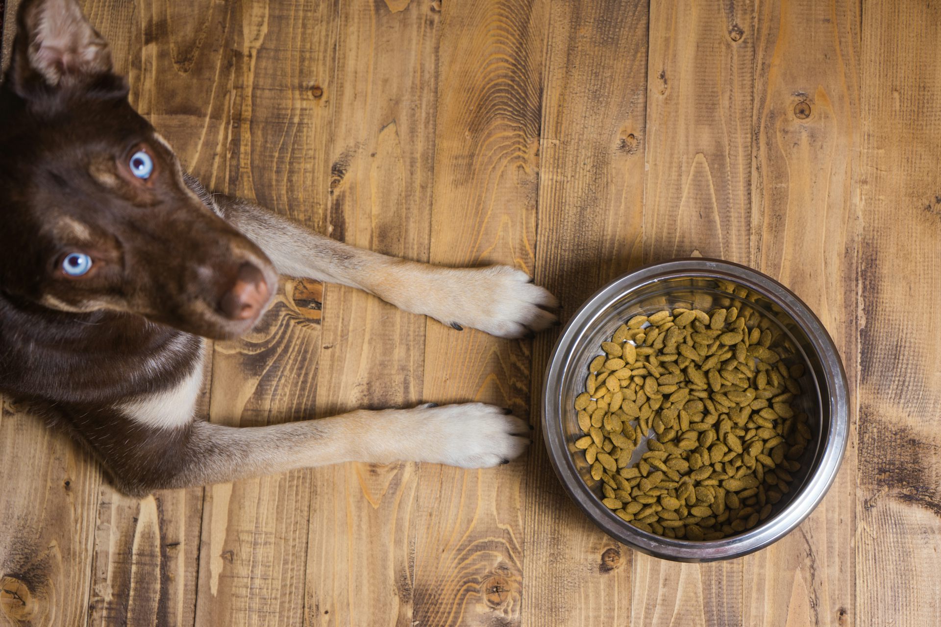 vegan protein for dogs