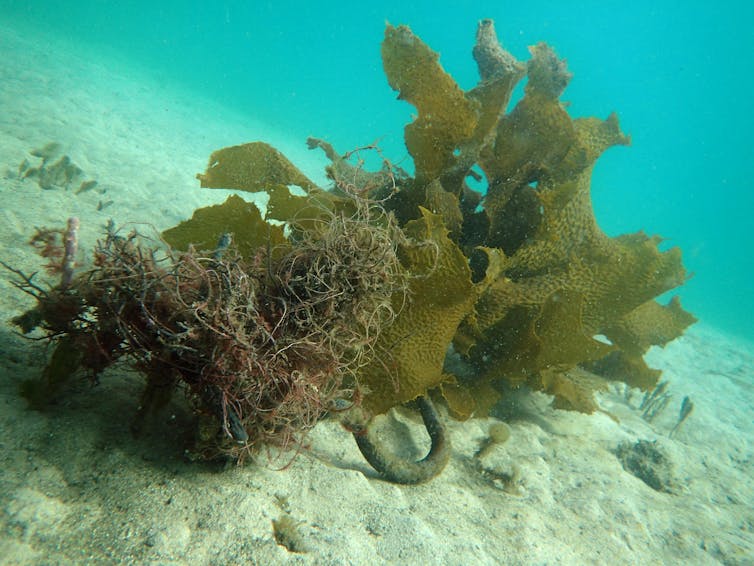 The backflip over Sydney's marine park is a defiance of science