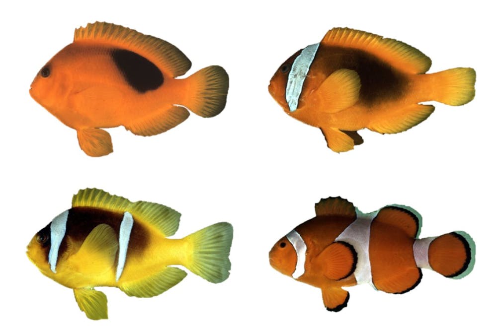Gambar Ikan Kartun Nemo - Kumpulan Montase, Kolase dan Mozaik