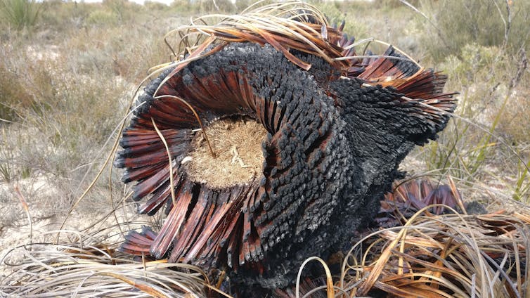 Grass trees aren't a grass (and they're not trees)