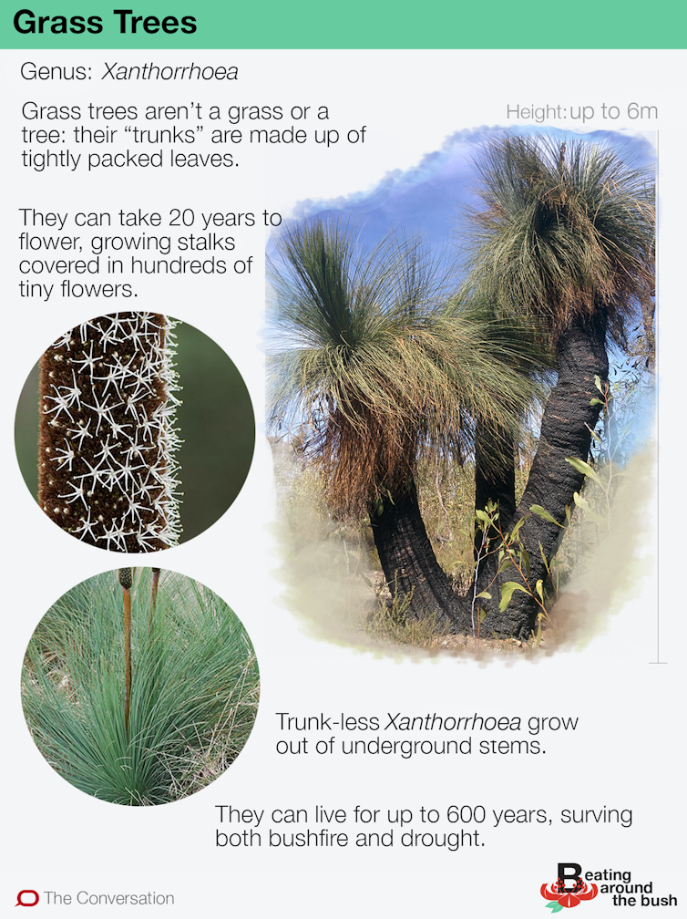 Grass trees aren't a grass (and they're not trees)