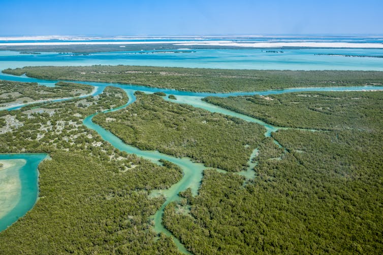 mangroves