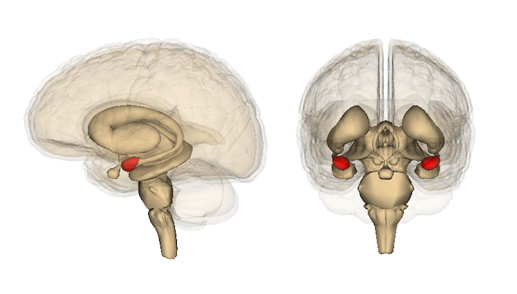 Memories of trauma are unique because of how brains and bodies respond to threat