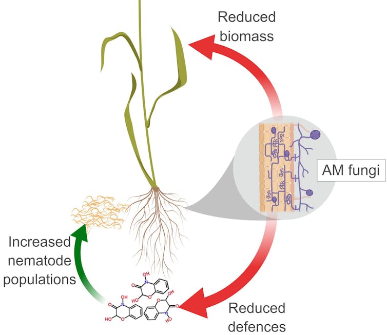 'Soil probiotics' promise bigger, healthier crops, but there's a downside