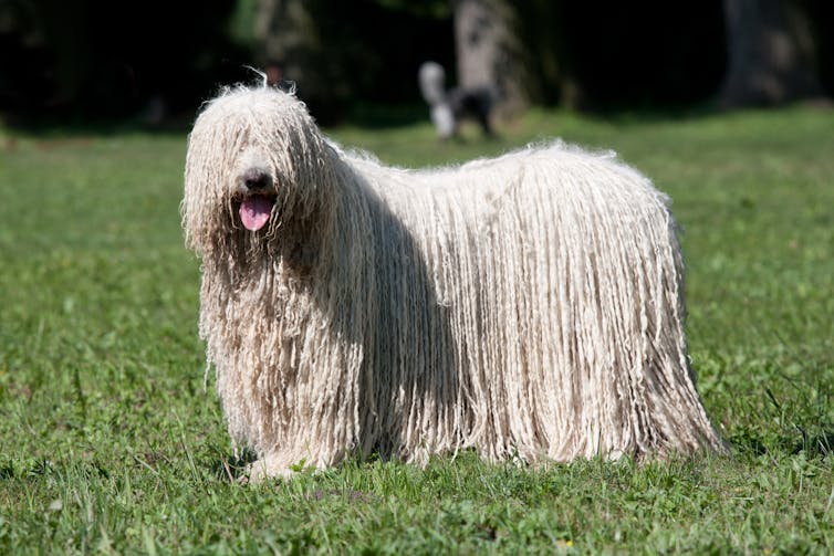 Guardian dogs, fencing, and 'fladry' protect livestock from carnivores