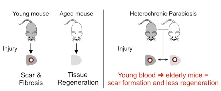 Why older skin heals with less scarring