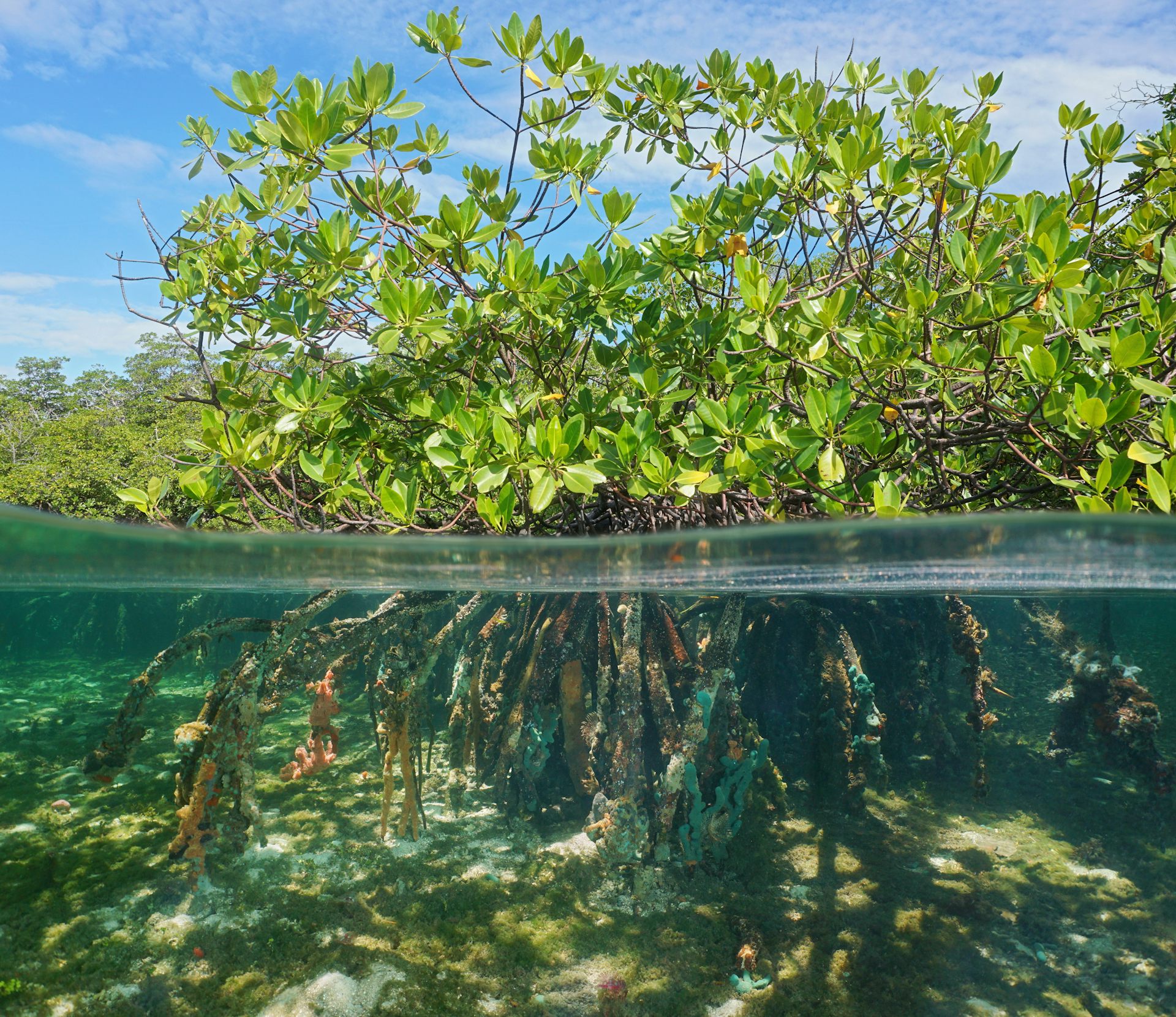 Mangrove Forests Can Rebound Thanks To Climate Change – It's An ...