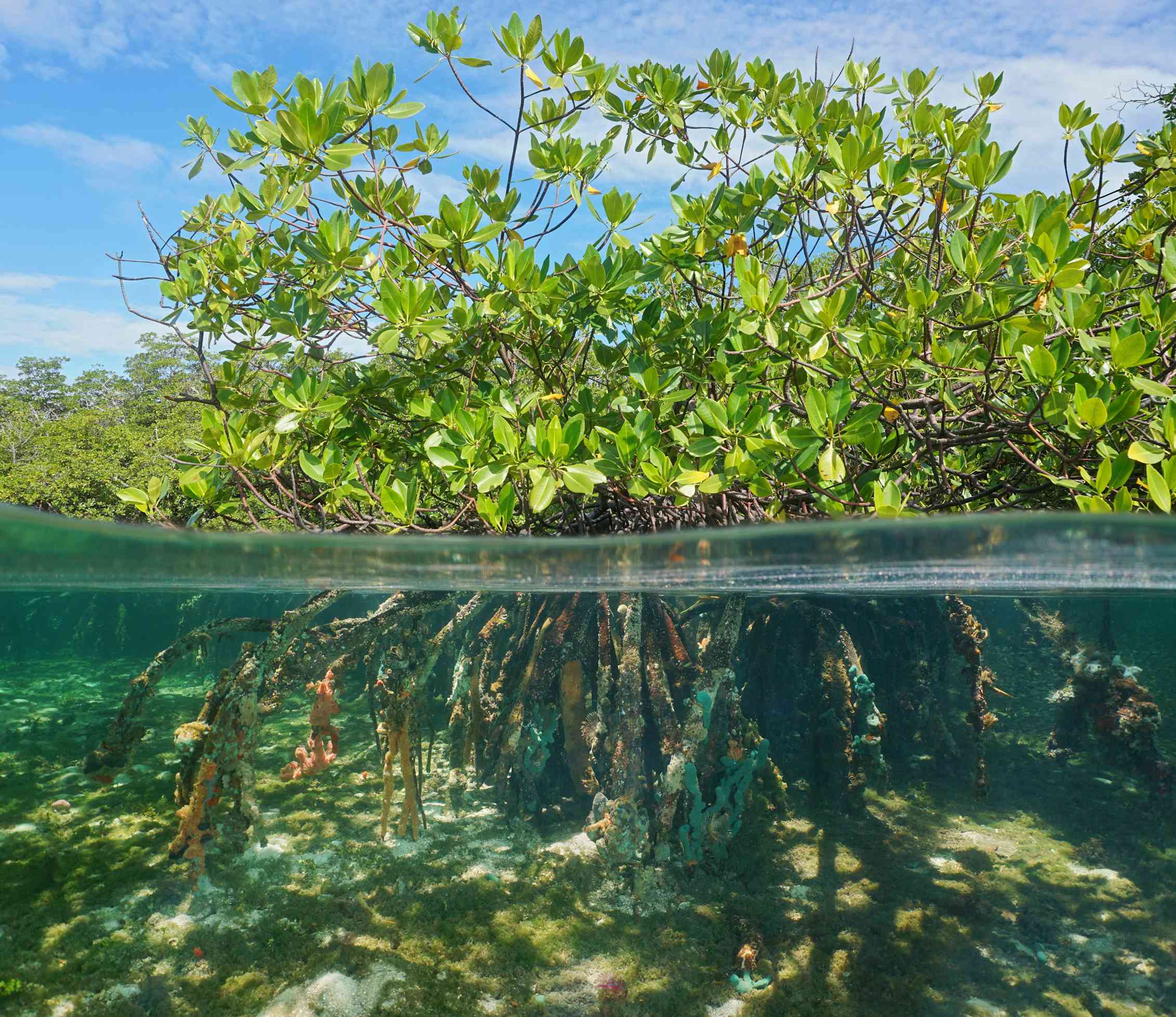 Mangrove forests can rebound thanks to climate change – it's an