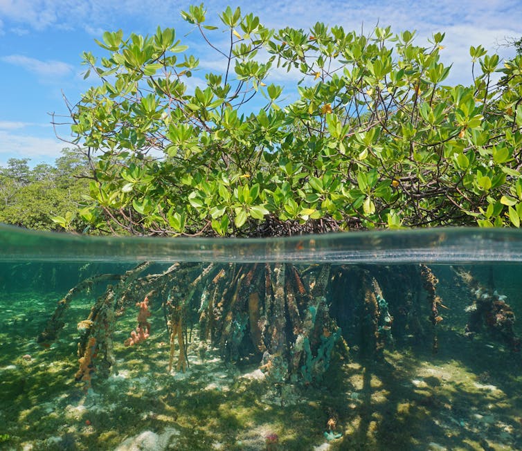 How mangrove forests can rebound – and it's thanks to climate change mangrove