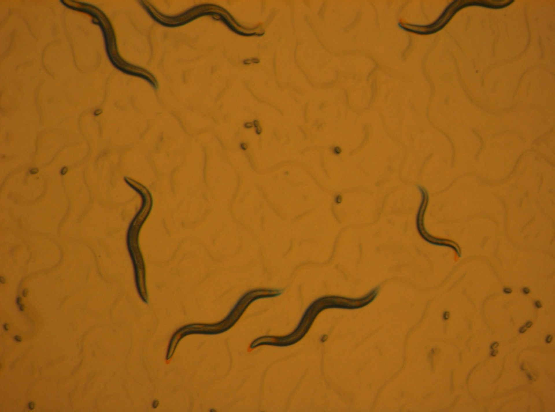 Elegans cookie cutterCaenorhabditis Nematode roundworm research scientist C 