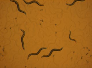 Animals in research: C. elegans (roundworm)