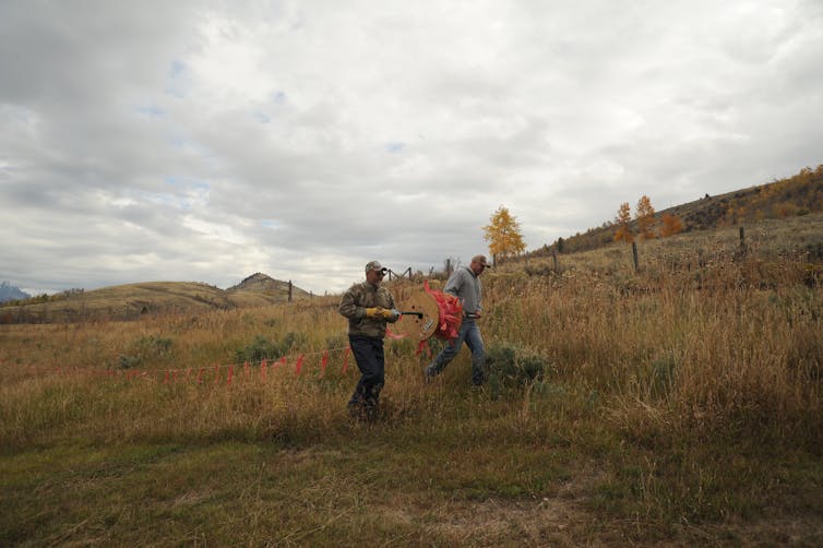 Guardian dogs, fencing, and 'fladry' protect livestock from carnivores