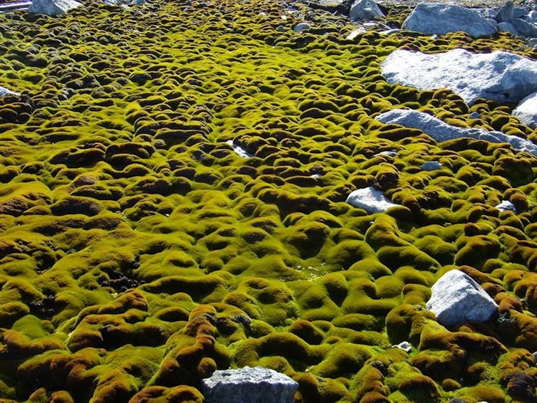 Antarctica's 'moss forests' are drying and dying