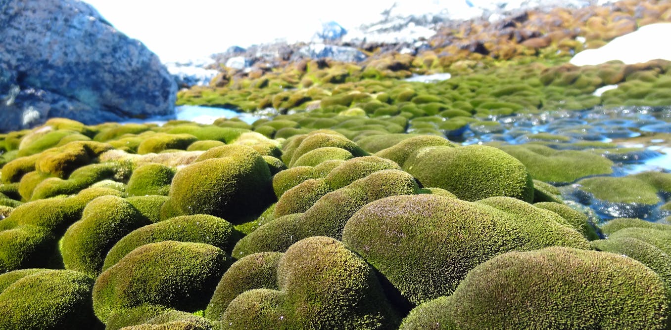 Image result for Antarctica’s ‘moss forests’ are drying and dying