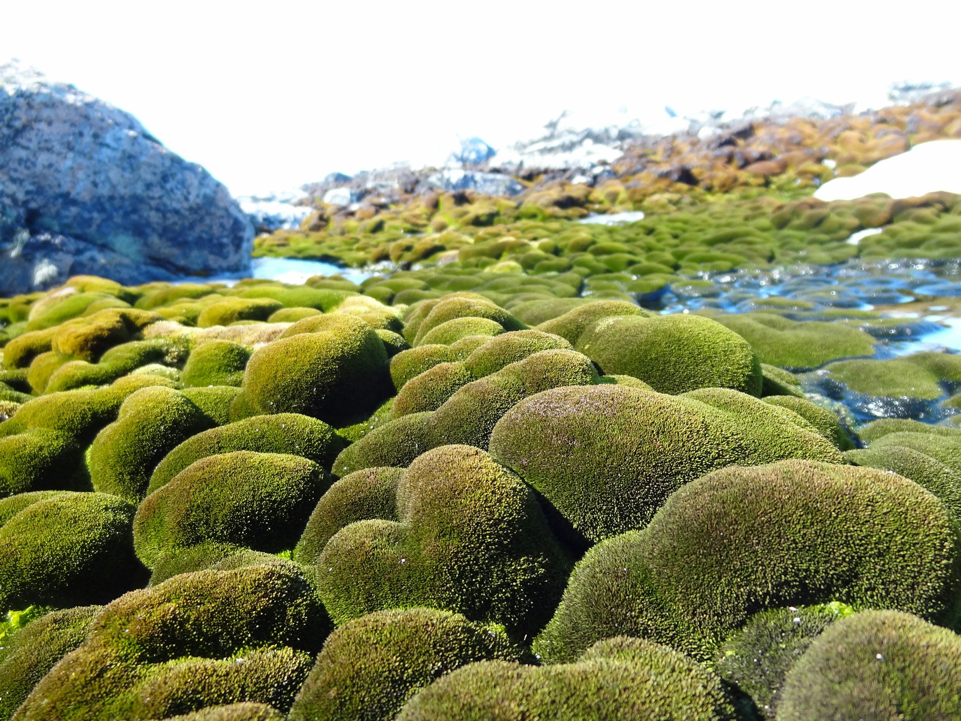 Antarctica S Moss Forests Are Drying And Dying