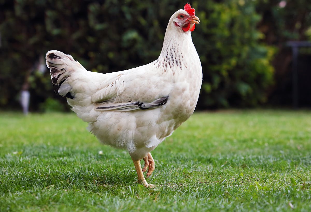 Curious Kids: how can chickens run around after their heads have been  chopped off?
