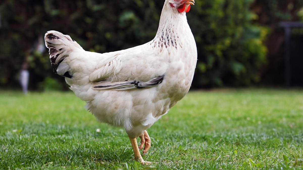 Curious Kids How Can Chickens Run Around After Their Heads Have Been Chopped Off