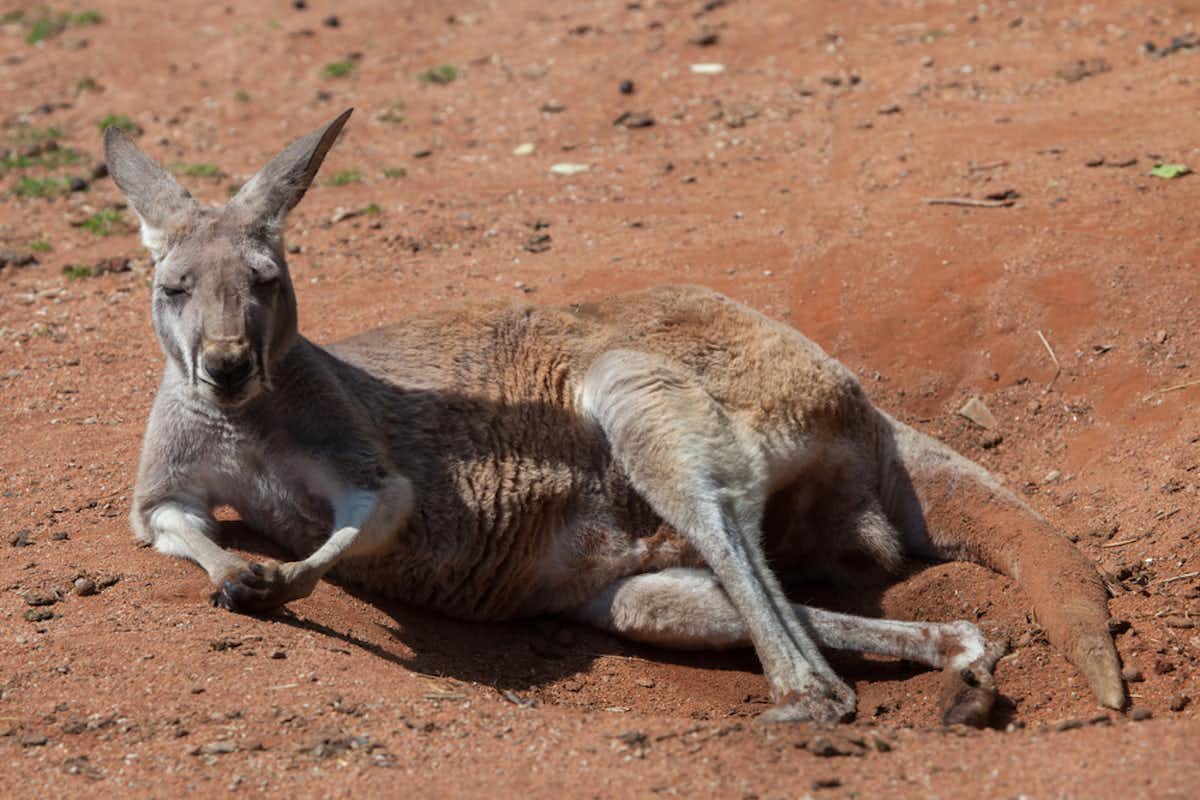 I’ve Always Wondered: why did mammals go the fur route, rather than