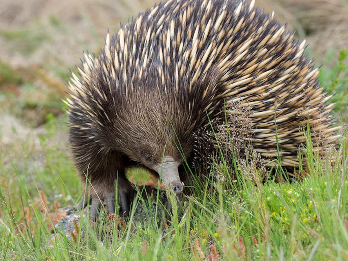 I've Always Wondered: why did mammals go the fur route, rather than