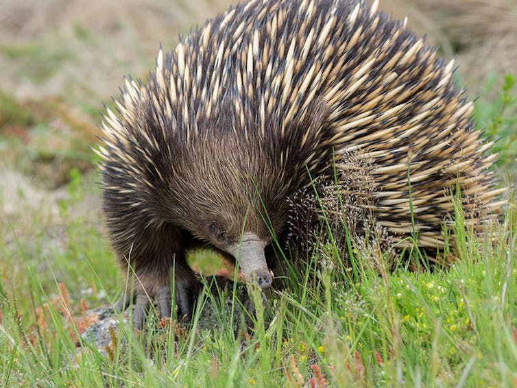 why did mammals go the fur route, rather than developing feathers?