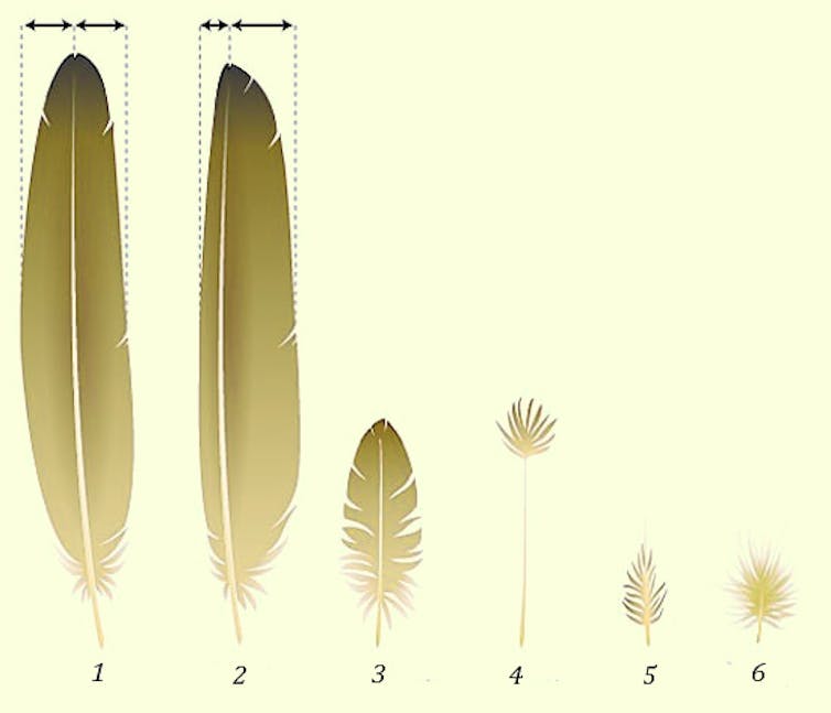 why did mammals go the fur route, rather than developing feathers?
