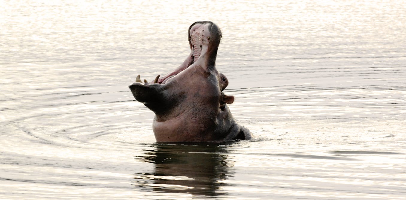 Can Hippos Be Domesticated? Shocking Revelation!