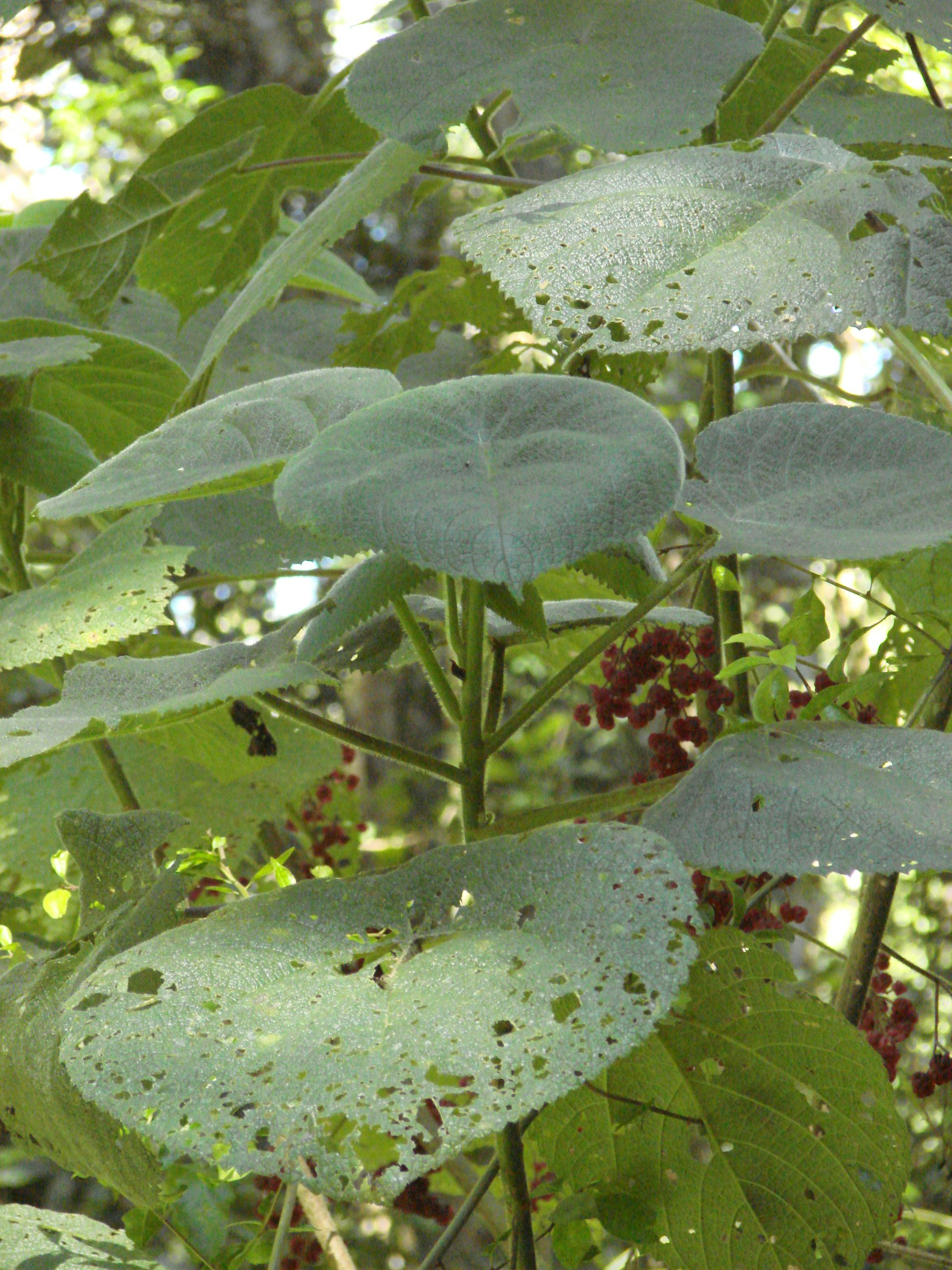 The Worst Kind Of Pain You Can Imagine What It S Like To Be Stung By A Stinging Tree