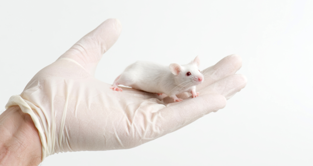 medical research with mice