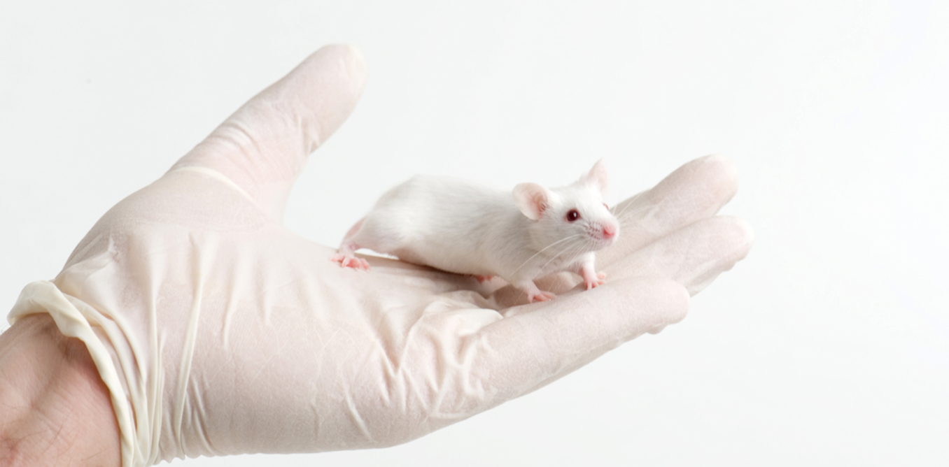 Animals in research: mice