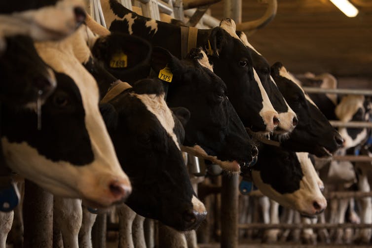 Heat is a serious threat to dairy cows – we're finding innovative ways to keep them cool