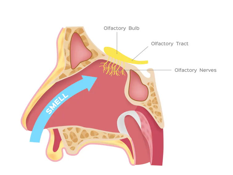 what causes phantom smells of cigarette smoke Phantosmia: when you smell smells that aren't there what causes phantom smells of cigarette smoke Phantosmia: when you smell smells that aren't there