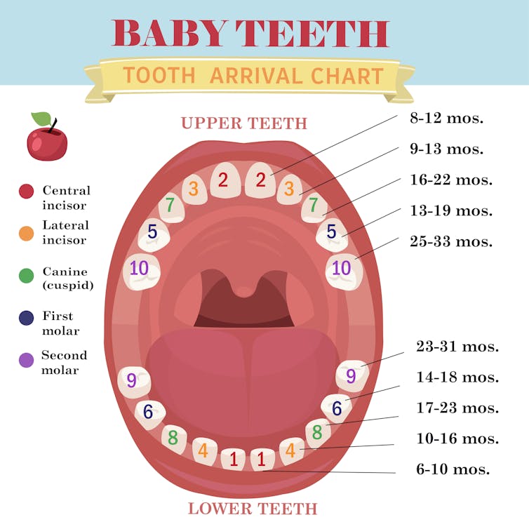 Why some kids are more prone to dental decay