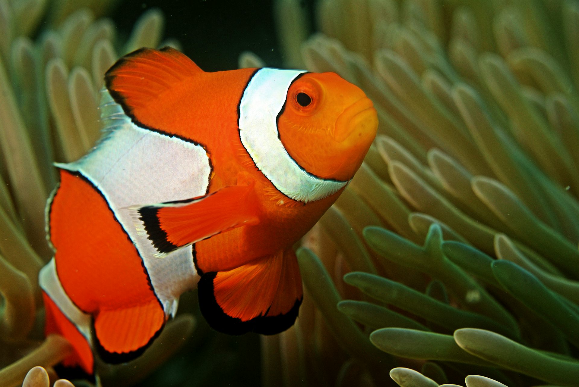 Ocellaris clownfish best sale