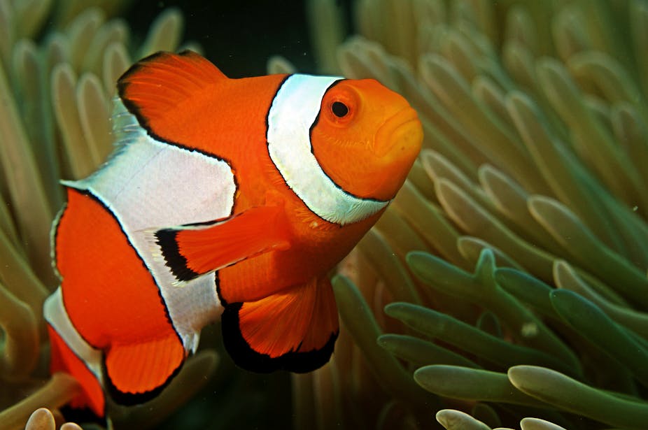 Why does Nemo the clownfish have three white stripes? The riddle solved ...