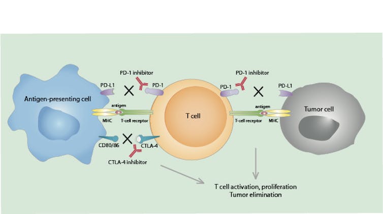 2018 Nobel Prize in Physiology or Medicine: a turning point in the war on cancer