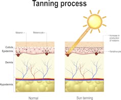 Success of immunotherapy stimulates future pigment cell and melanoma research