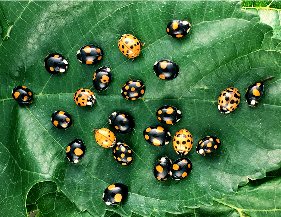 En Rouge Et Noir La Genetique Des Pois De La Coccinelle En Rouge Et Noir La Genetique Des Pois De La Coccinelle