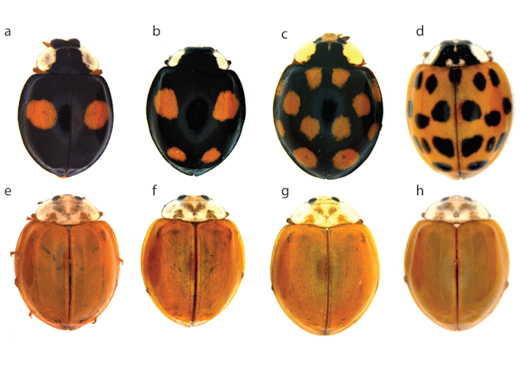 Rojo Y Negro La Genetica De Los Lunares De Las Mariquitas