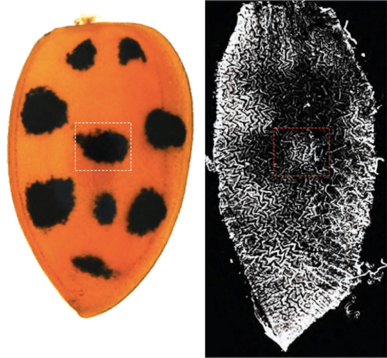 In red and black, the genetics of ladybug spots