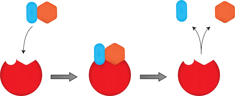 Nobel goes to chemists who learned to 'hack' evolution in the lab