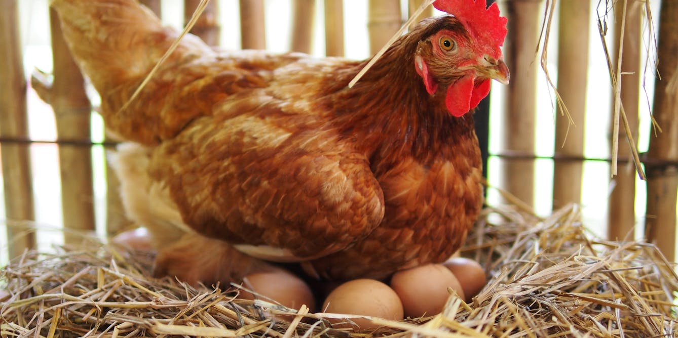 Download Curious Kids: why do hens still lay eggs when they don't ...