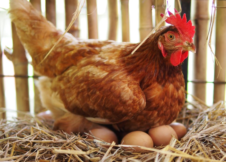 Curious Kids: why do hens still lay eggs when they don't have a mate?