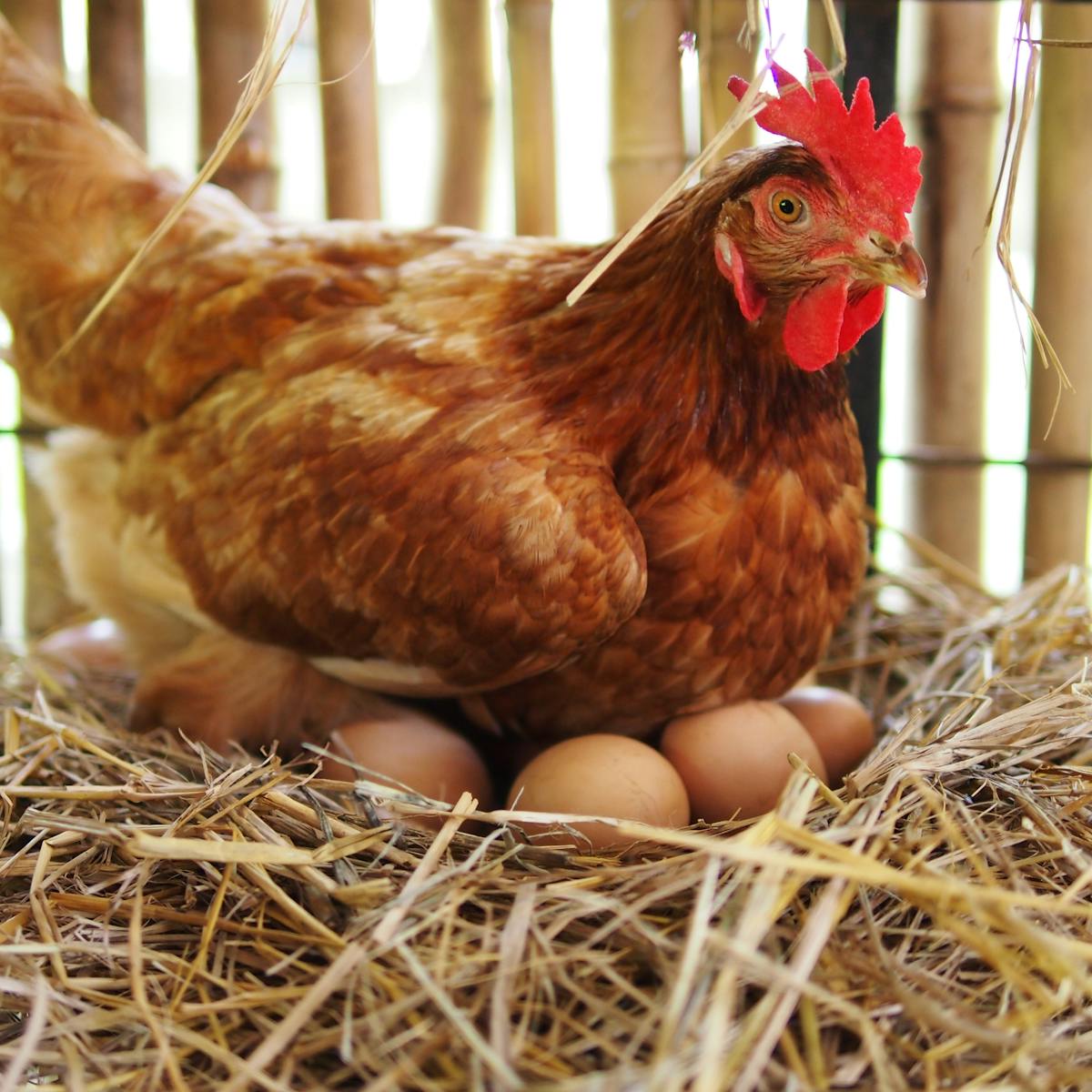 Can broilers lay fertile eggs?