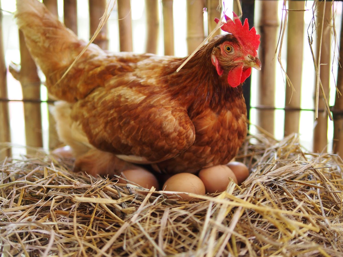 Curious Kids: why do hens still lay eggs when they don't have a mate?