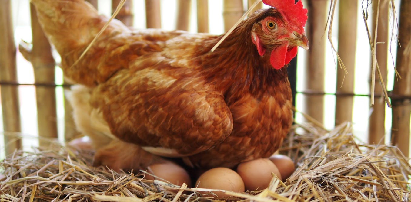Download Curious Kids: why do hens still lay eggs when they don't ...