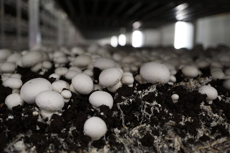 File 20181004 52695 144pj5t.jpg?ixlib=rb 1.1