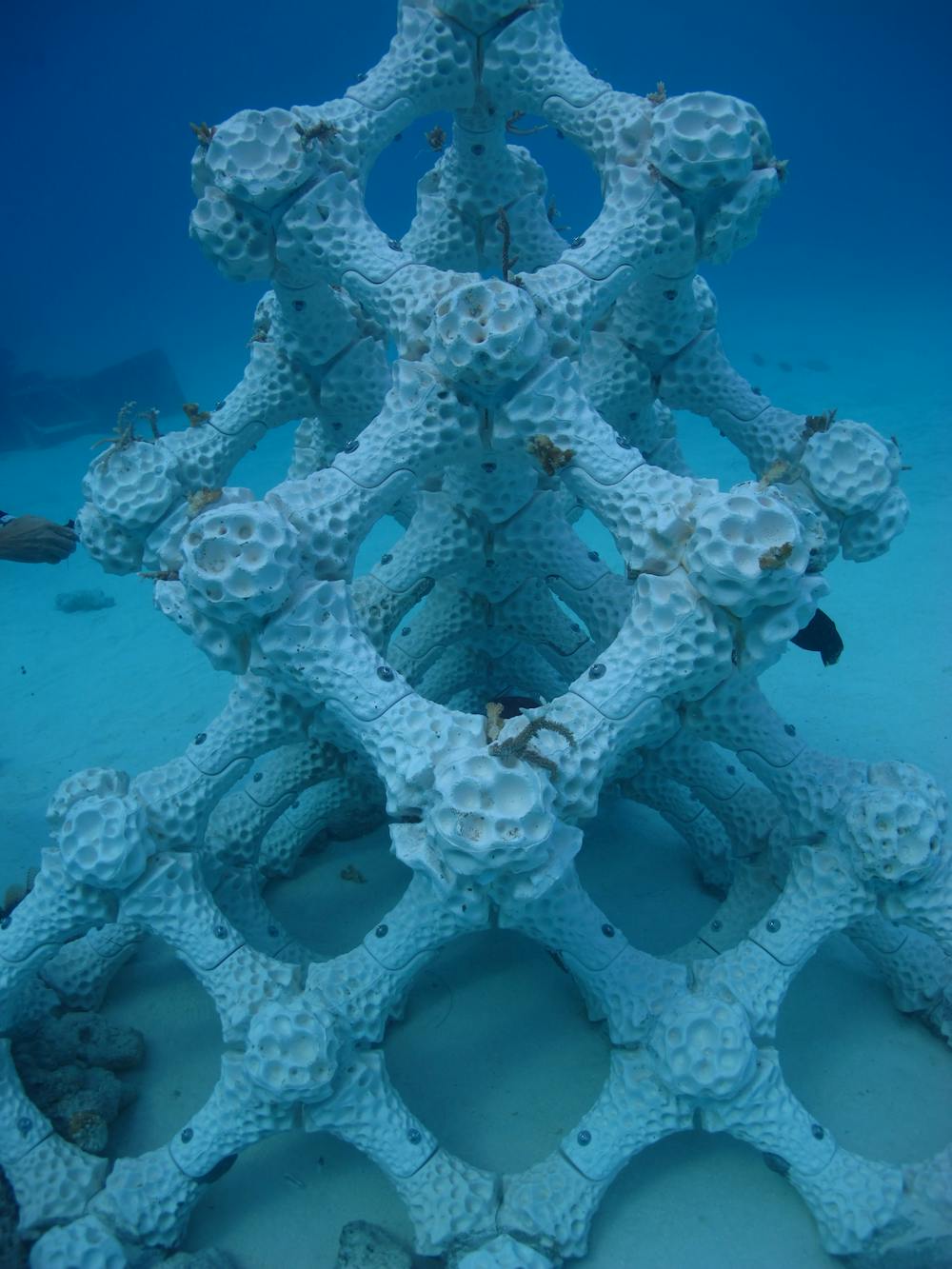 3D reefs create new habitat – but it doesn't tackle human destruction