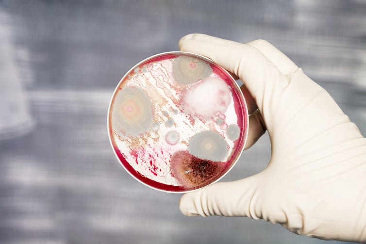 the bacteria that live in and on us